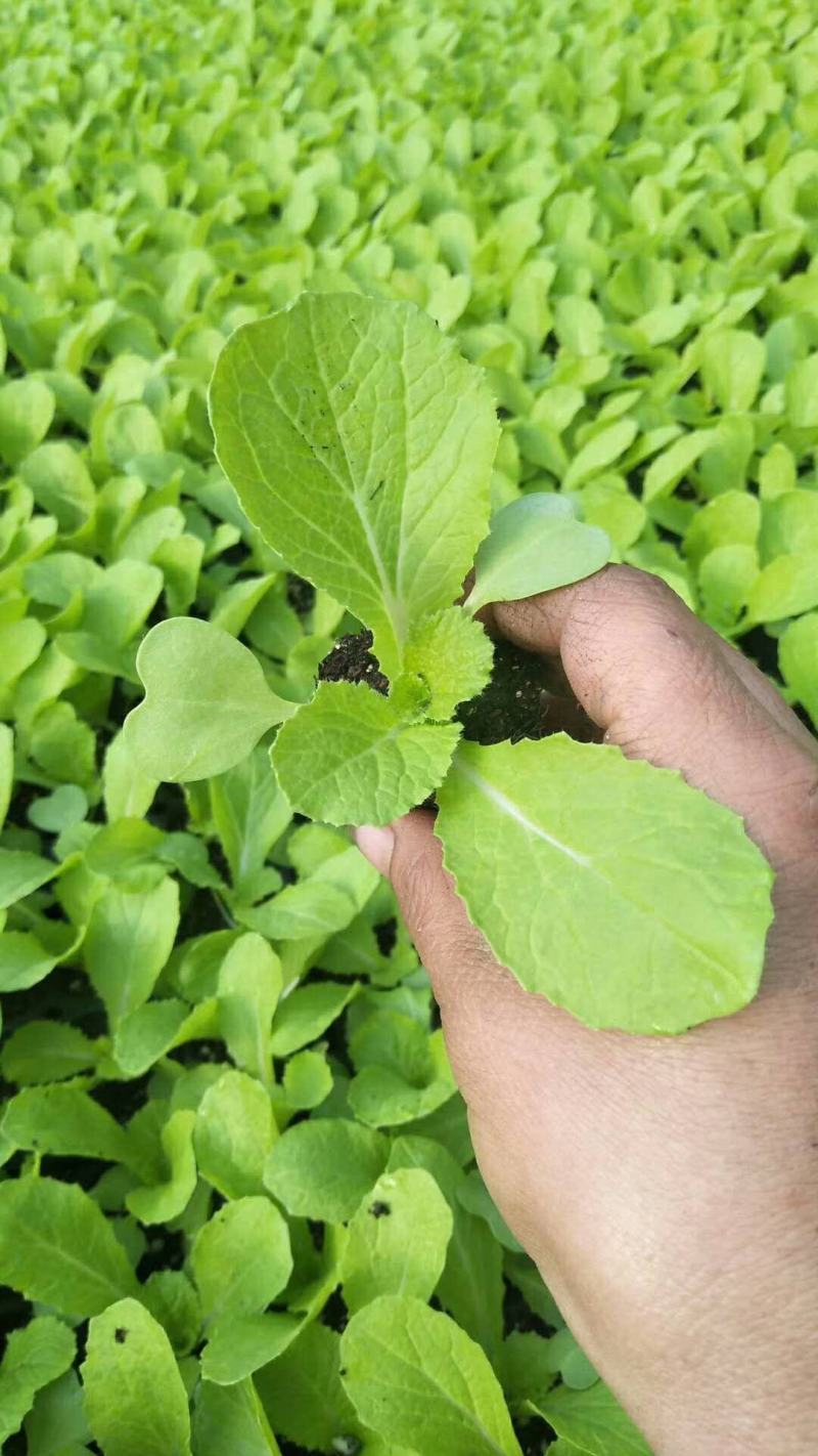 白菜苗耐寒大白菜苗早熟黄芯大白菜苗穴盘育白菜苗