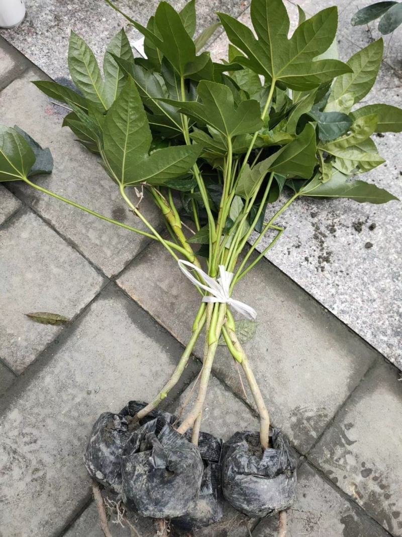 四川成都温江区苗圃基地货源充八个金盘，质量保证，货源充足
