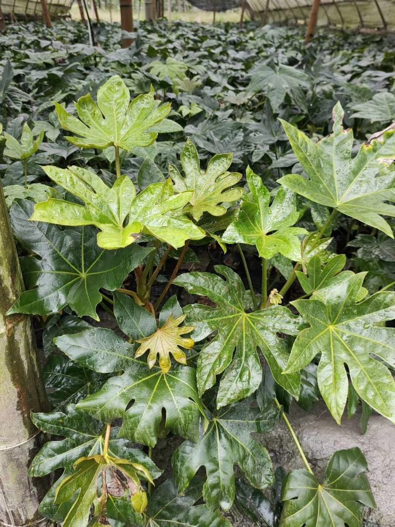四川成都温江区苗圃基地货源充八个金盘，质量保证，货源充足