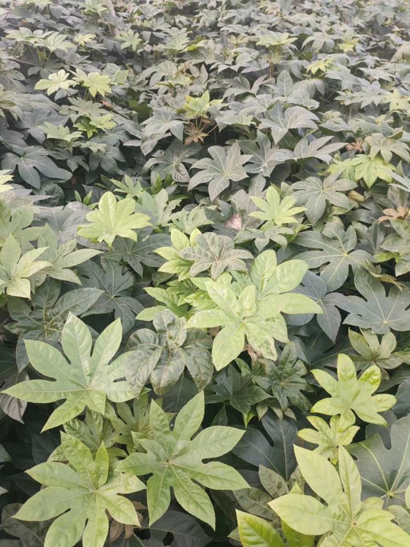 四川成都温江区苗圃基地货源充八个金盘，质量保证，货源充足