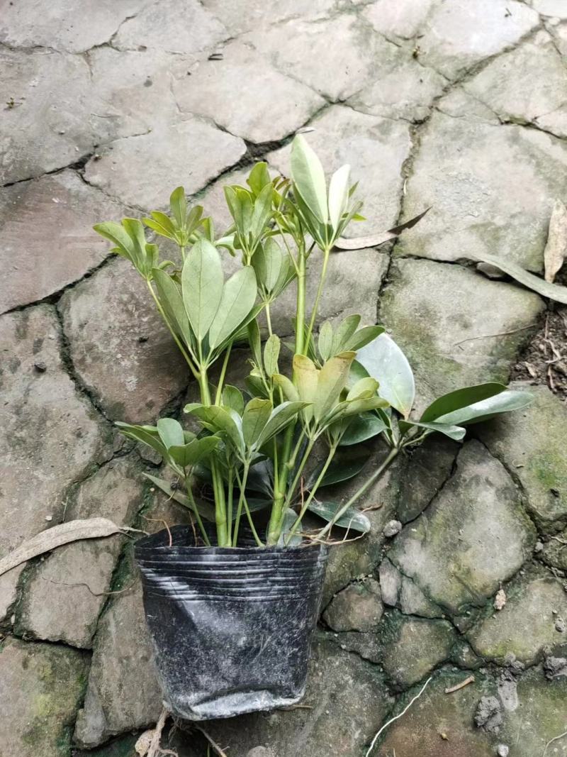 四川成都温江区苗圃基地货源充八个金盘，质量保证，货源充足