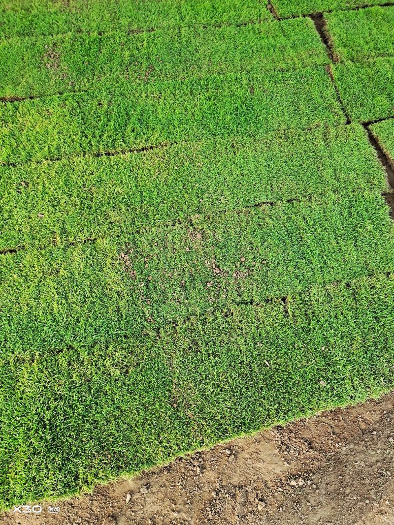 优质草坪基地批发高中低档草皮马尼拉果岭草百慕大中华结缕草