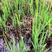 净达22%氰氟·吡·双草水稻直播田一年生杂草农用除草剂