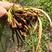 净达22%氰氟·吡·双草水稻直播田一年生杂草农用除草剂