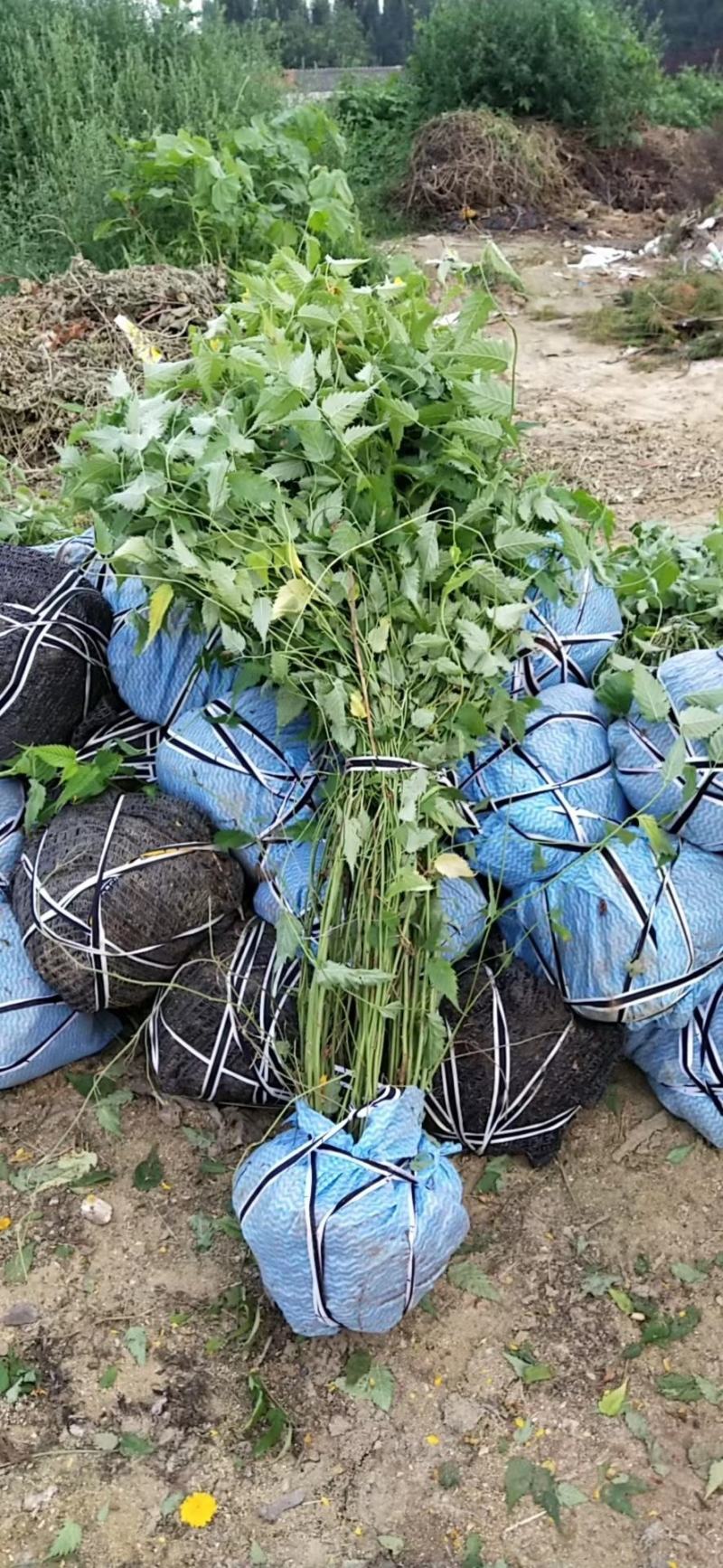 棣棠基地量大批发棣棠，棣棠球，棣棠质量如图，开花喜人