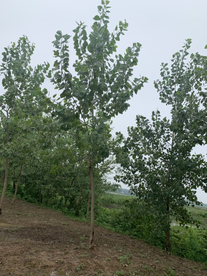 杨树，黑样，69杨大量现货，欢迎来电咨询
