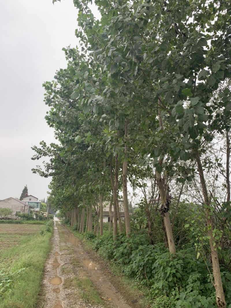 杨树，黑样，69杨大量现货，欢迎来电咨询