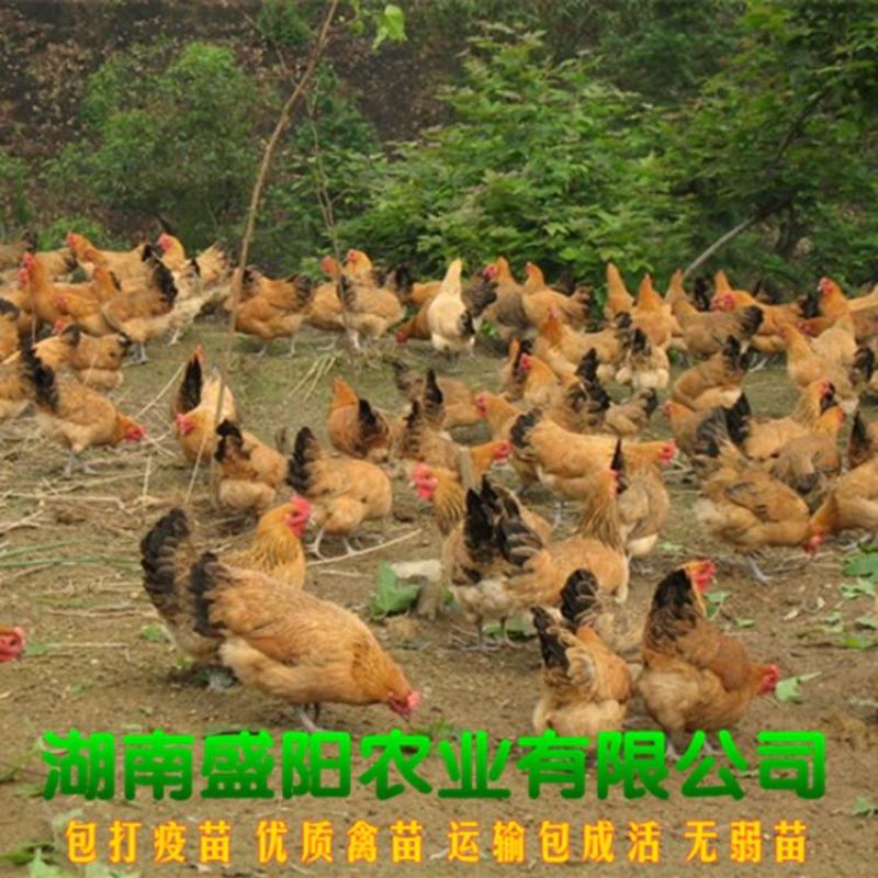 青脚土鸡脱温苗五黑土鸡脱温苗半斤左右一个月龄苗