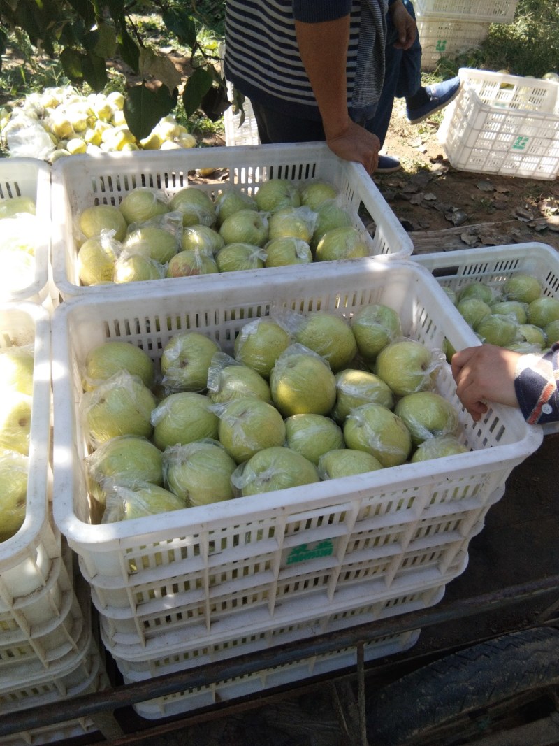 膜袋鸭梨，正在热卖。希望新老客户联系。