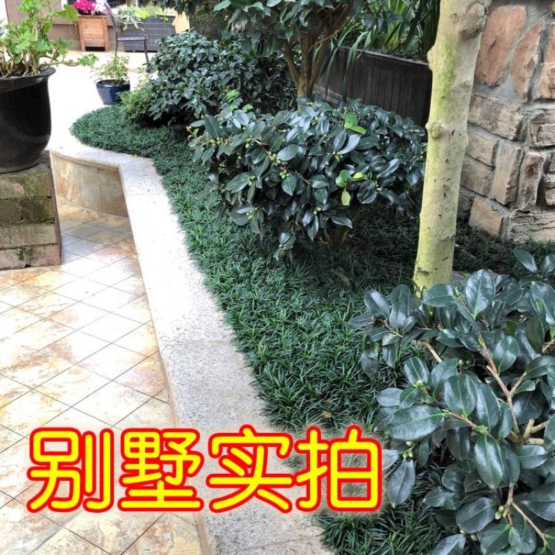 玉龙草玉龙草苗又叫日本矮麦冬包邮价格发货可直接下单购买