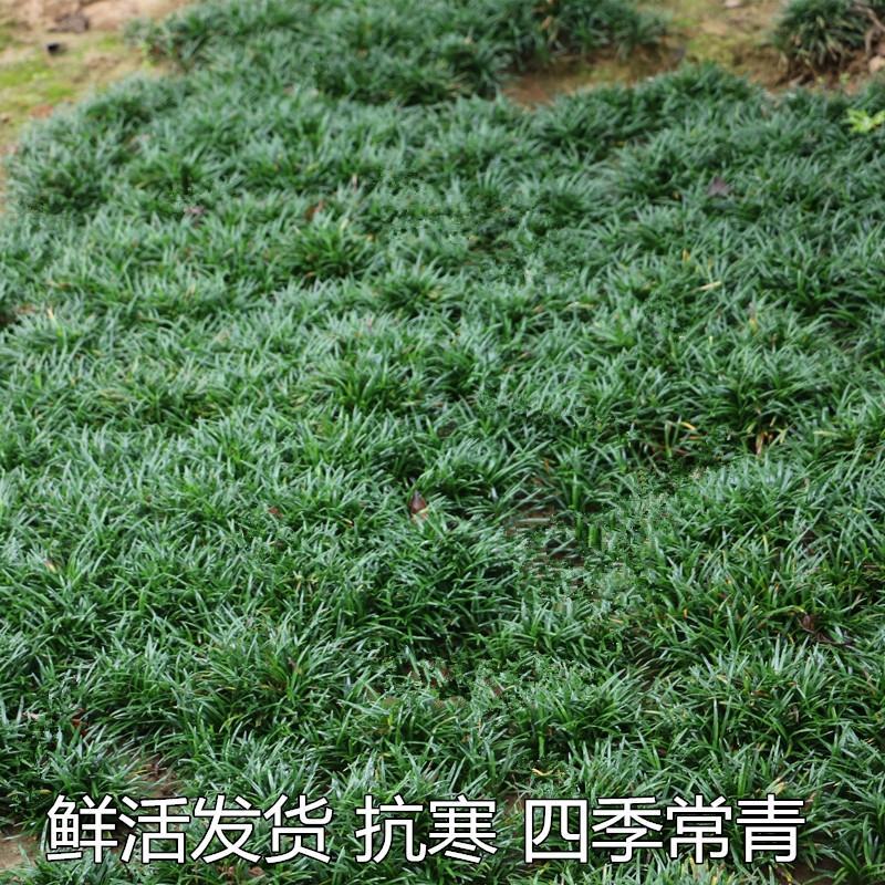 玉龙草玉龙草苗又叫日本矮麦冬包邮价格发货可直接下单购买
