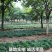 玉龙草玉龙草苗又叫日本矮麦冬包邮价格发货可直接下单购买