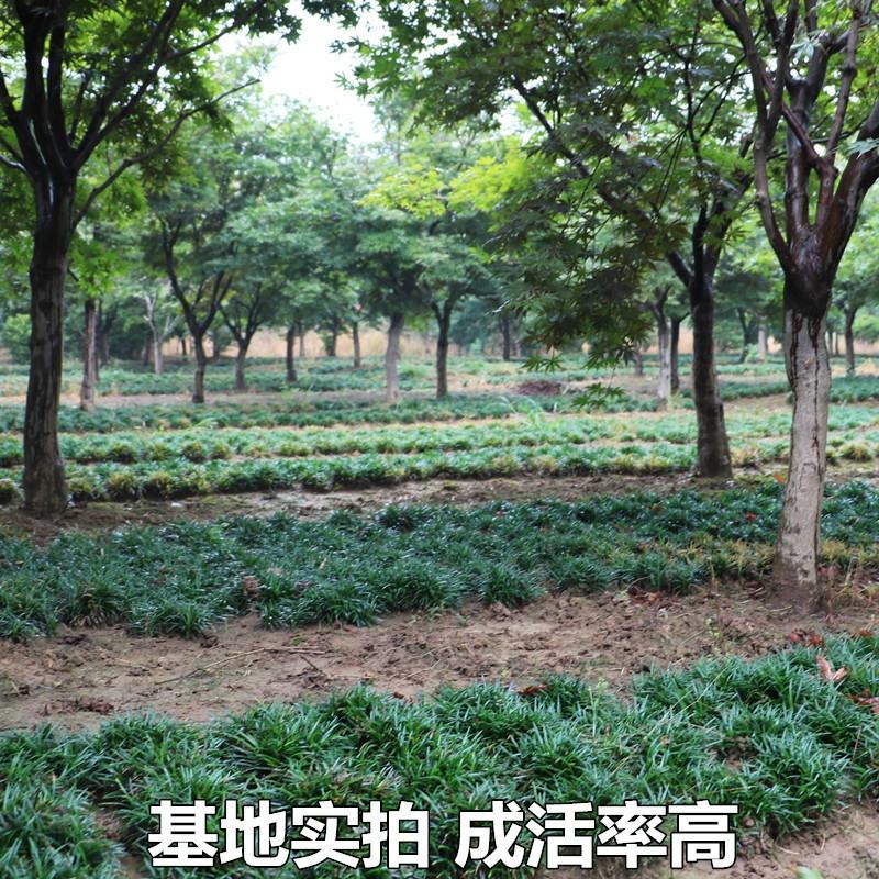玉龙草玉龙草苗又叫日本矮麦冬包邮价格发货可直接下单购买