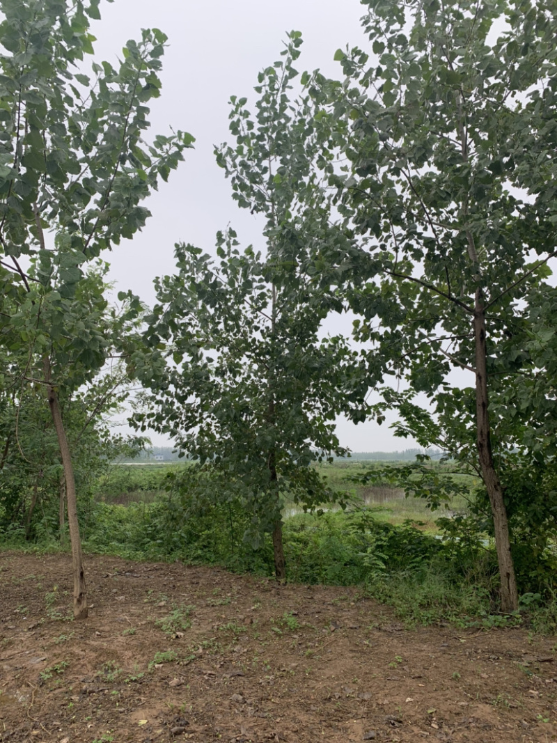 杨树，黑样，69杨大量现货，欢迎来电咨询