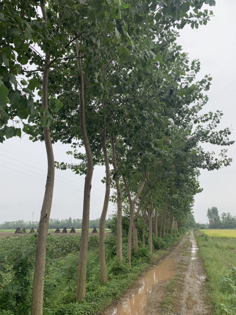 杨树，黑样，69杨大量现货，欢迎来电咨询