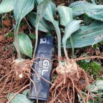 滇黄精苗，红花滇黄精籽育苗，黄精块茎，黄精苗