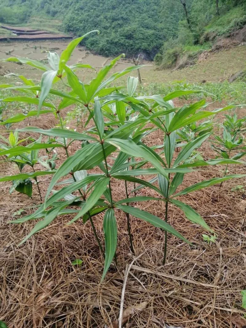 滇黄精苗，红花滇黄精籽育苗，黄精块茎，黄精苗