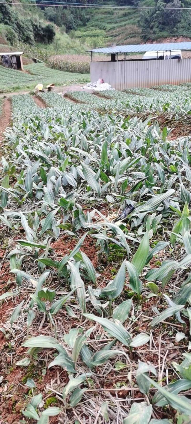 滇黄精苗，红花滇黄精籽育苗，黄精块茎，黄精苗