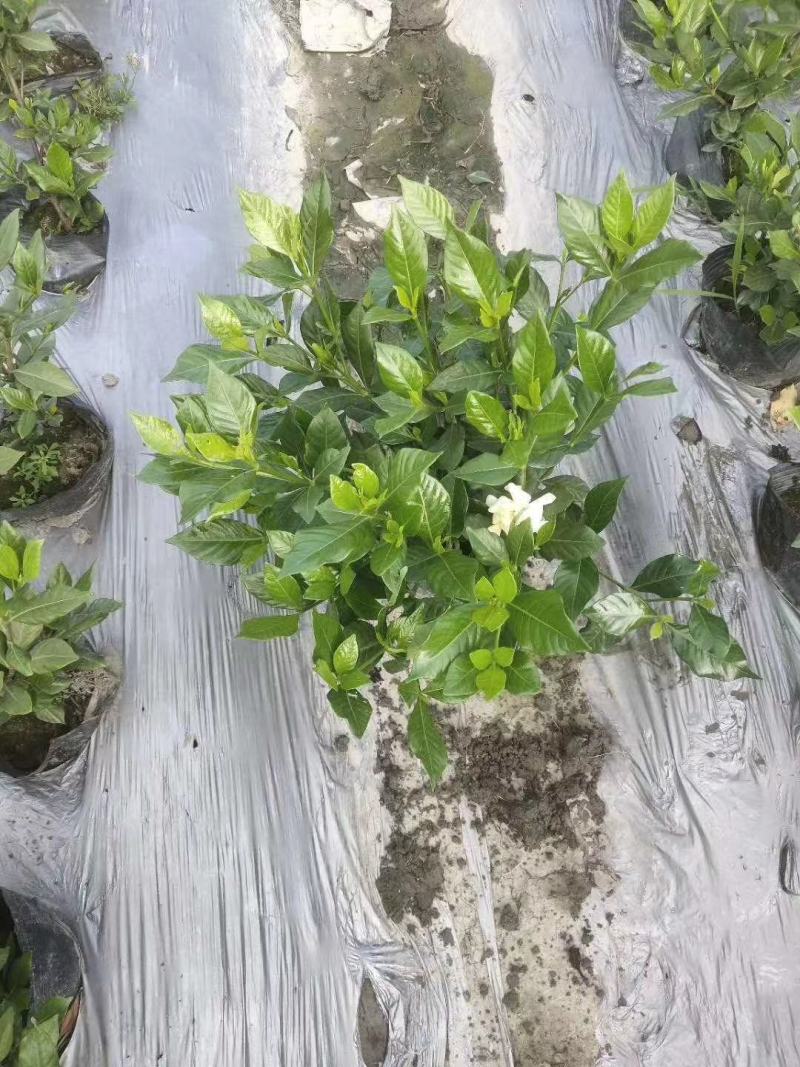 四川成都温江基地苗圃栀子花，质量保证，货源充足