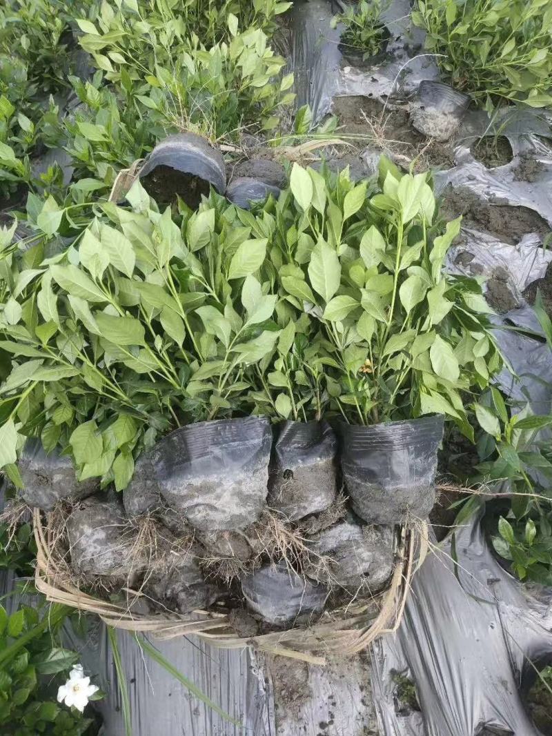 四川成都温江基地苗圃栀子花，质量保证，货源充足