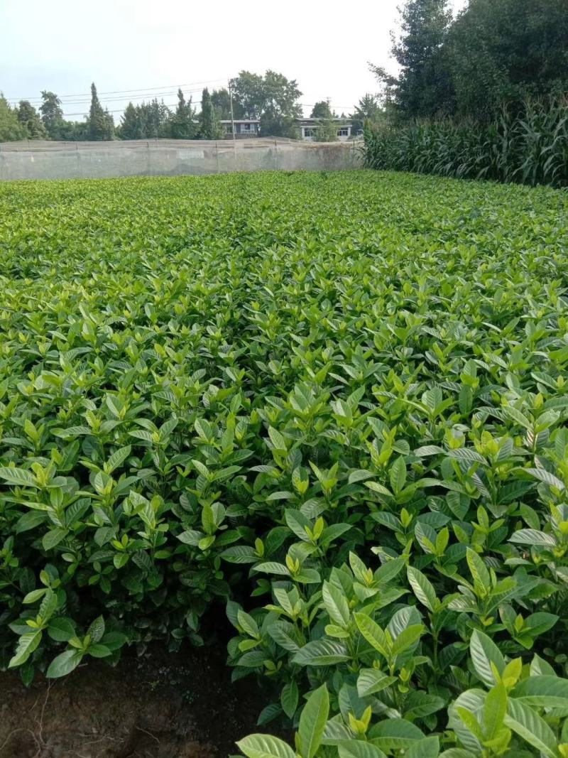 四川成都温江基地苗圃栀子花，质量保证，货源充足