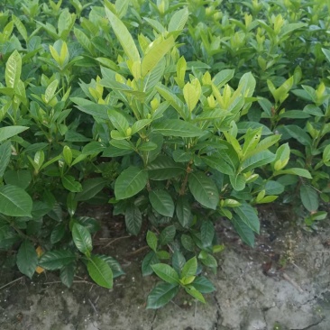 四川成都温江基地苗圃栀子花，质量保证，货源充足