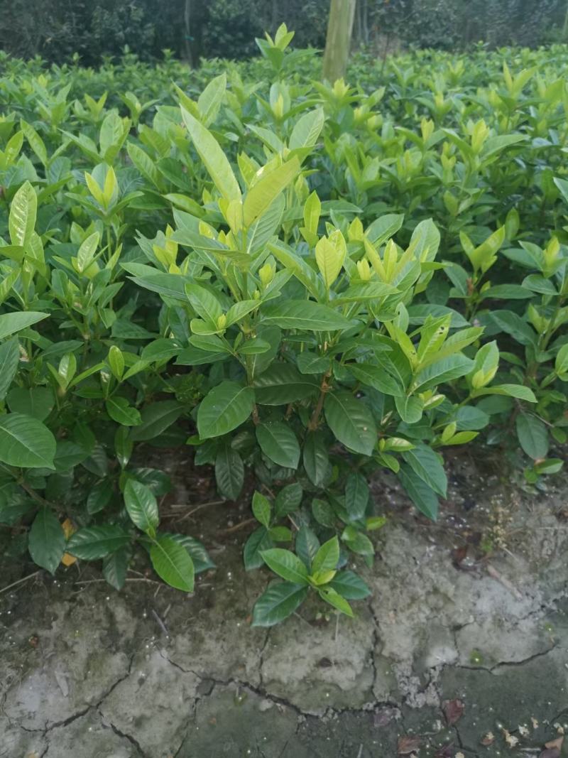 四川成都温江基地苗圃栀子花，质量保证，货源充足