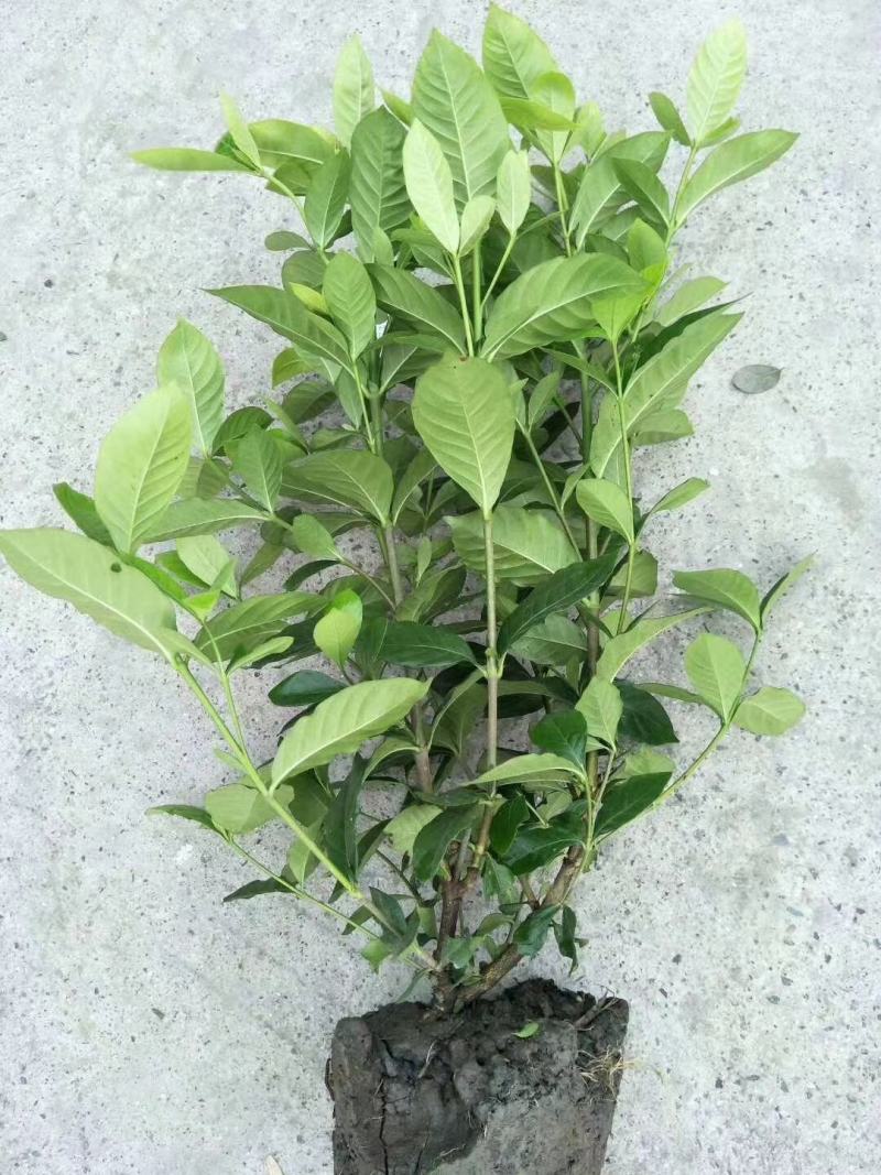 四川成都温江基地苗圃栀子花，质量保证，货源充足
