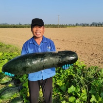 济宁金乡黑皮冬瓜大量上市！代发全国市场！