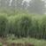 800亩竹柳苗圃供应竹柳1—10公分，垂柳，旱柳，直柳