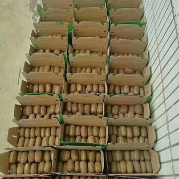 正宗修文县绿心好吃7不够猕猴桃