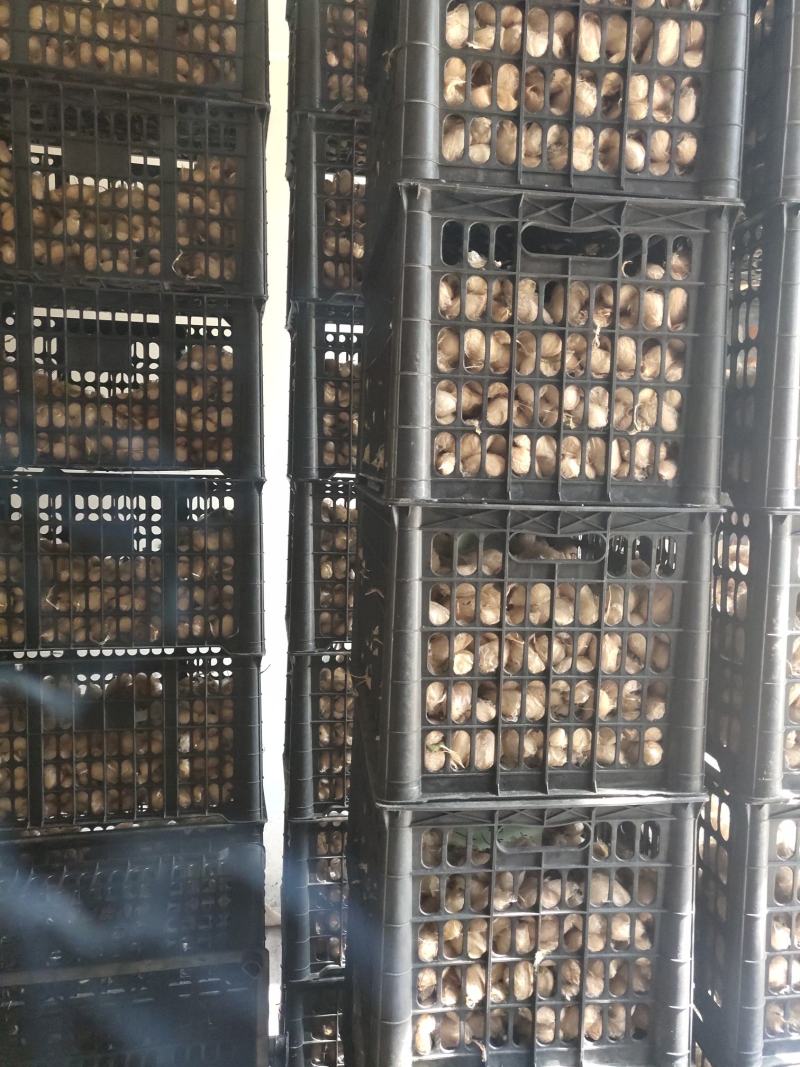 蚕蛹纯东北大蚕蛹营养价值高