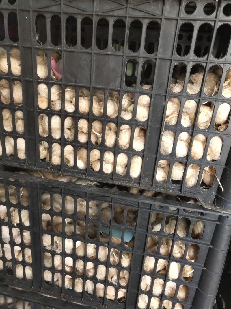 蚕蛹纯东北大蚕蛹营养价值高