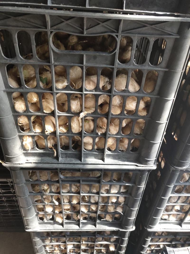 蚕蛹纯东北大蚕蛹营养价值高