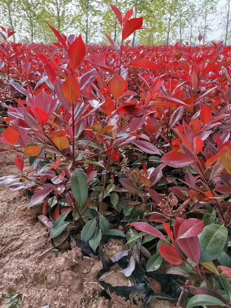 自有红叶石楠容器苗300万，苏北红叶石楠耐寒，好成活