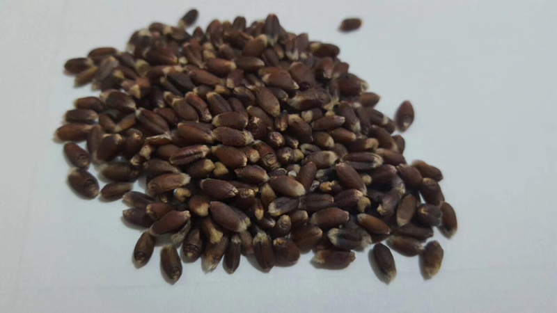 黑小麦，色选，黑麦，色泽黝黑，水分10，容重800，