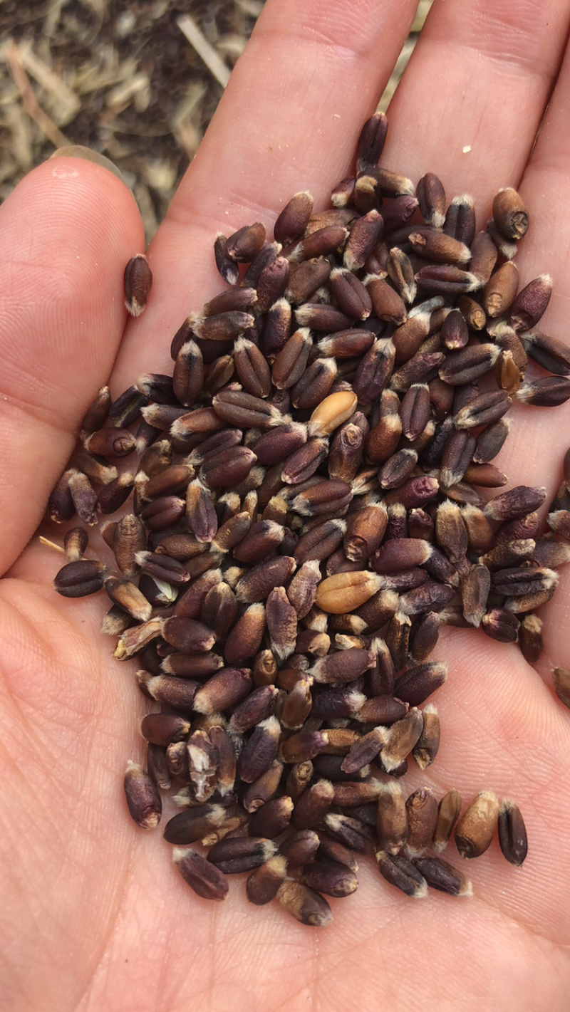 黑小麦，色选，黑麦，色泽黝黑，水分10，容重800，
