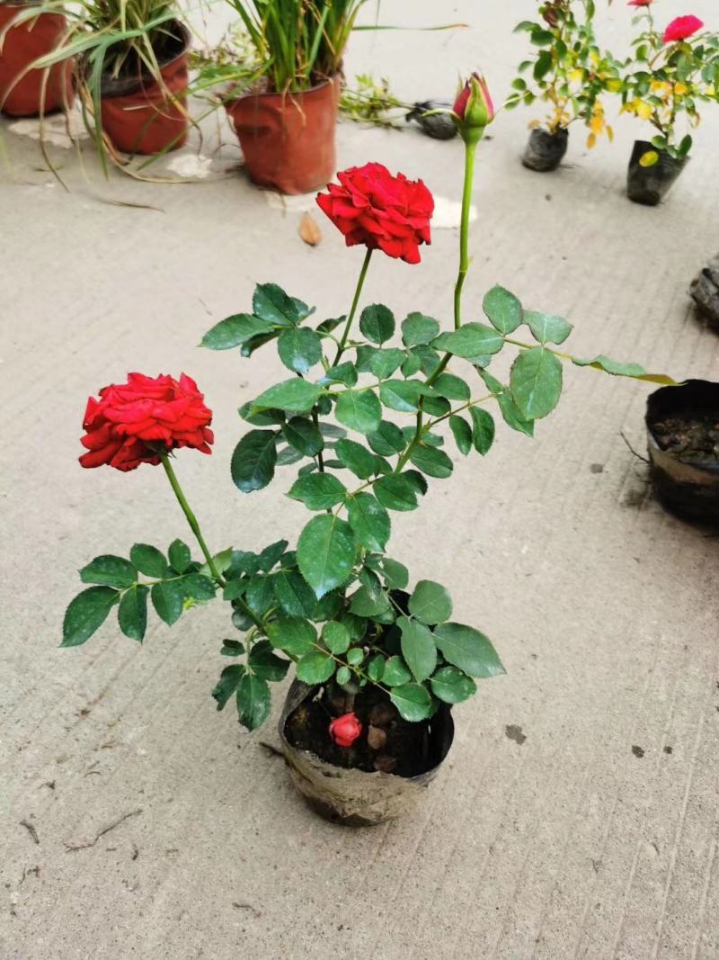 四川成都温江基地苗圃月季花，品种齐全，质量保证