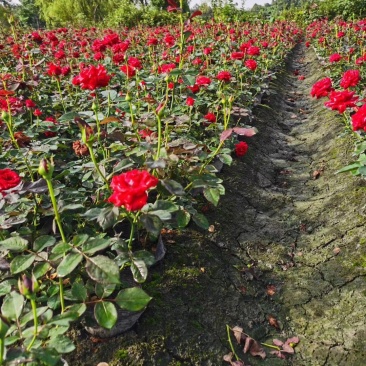 四川成都温江基地苗圃月季花，品种齐全，质量保证