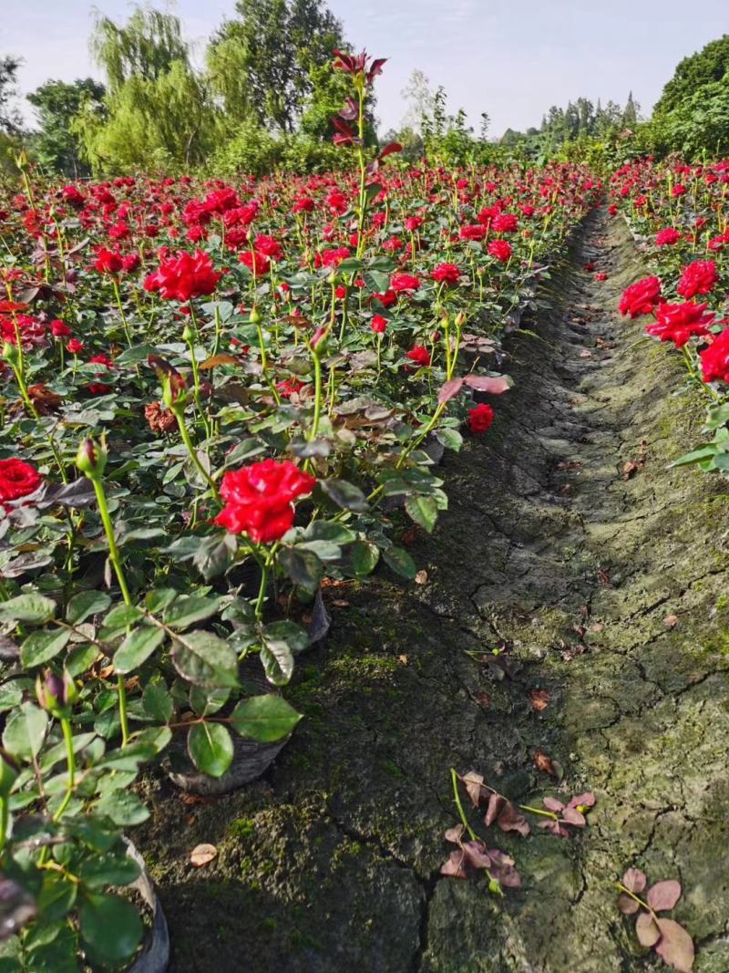 四川成都温江基地苗圃月季花，品种齐全，质量保证