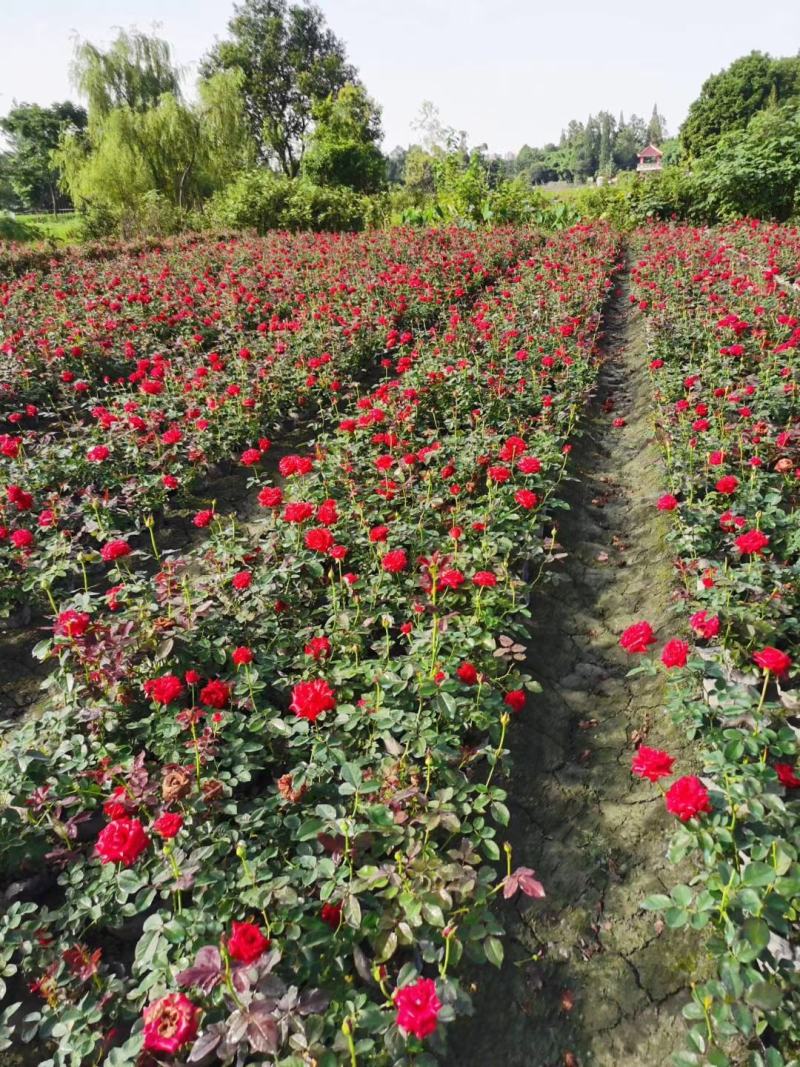 四川成都温江基地苗圃月季花，品种齐全，质量保证