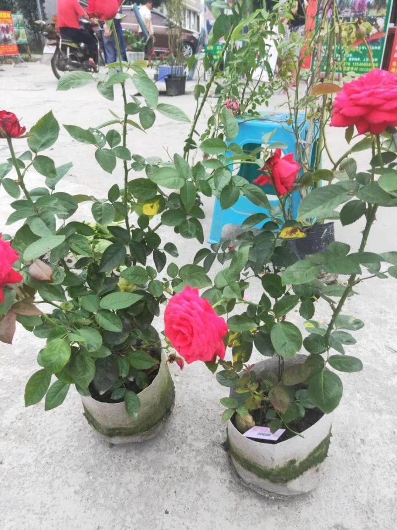 四川成都温江基地苗圃月季花，品种齐全，质量保证