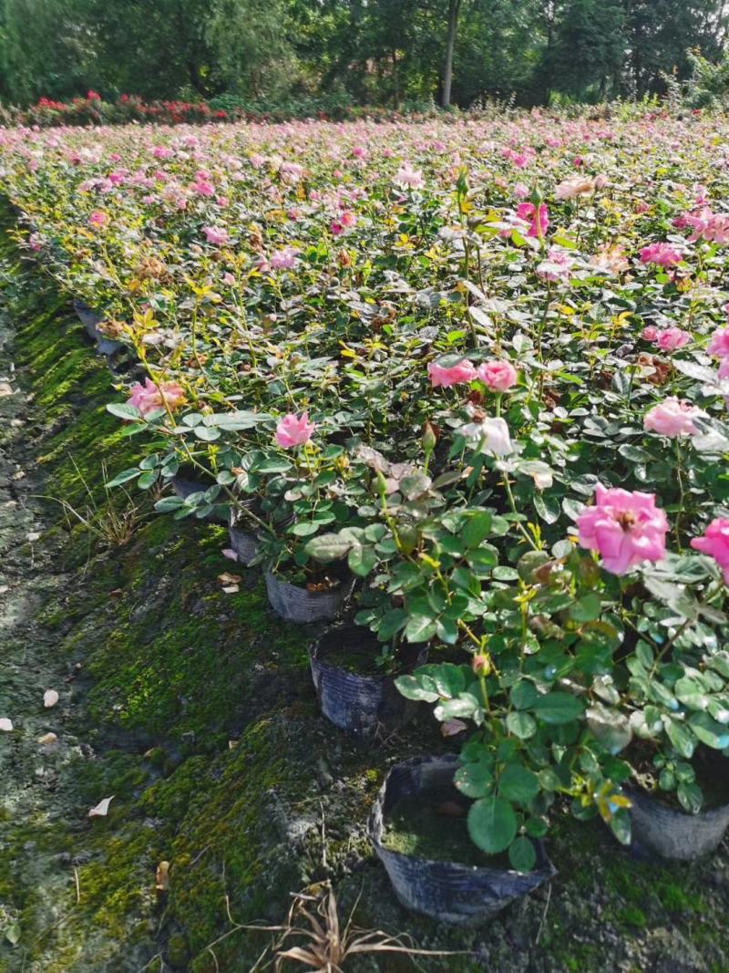 四川成都温江基地苗圃月季花，品种齐全，质量保证