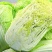 【扶农特惠】高山精品白菜，品质保证，一手货源，合作共赢