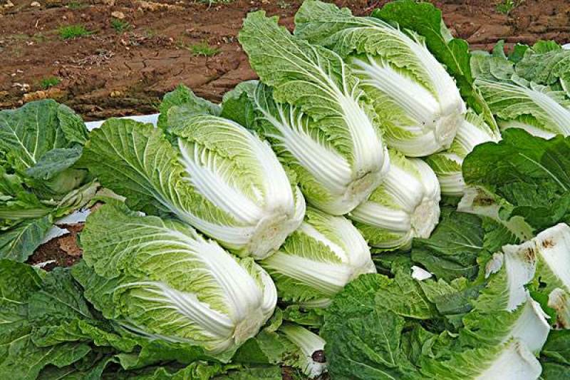 【扶农特惠】高山精品白菜，品质保证，一手货源，合作共赢