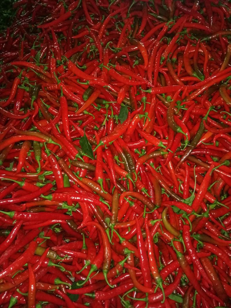 津红二号#精品优质津红二号，货源充足！大量供货