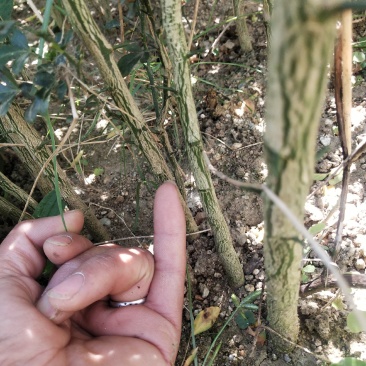 枳壳两年苗根系发达，无病虫害