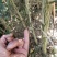 枳壳两年苗根系发达，无病虫害