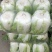 【扶农特惠】高山精品白菜，品质保证，一手货源，合作共赢