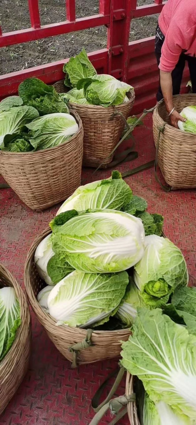 【扶农特惠】高山精品白菜，品质保证，一手货源，合作共赢